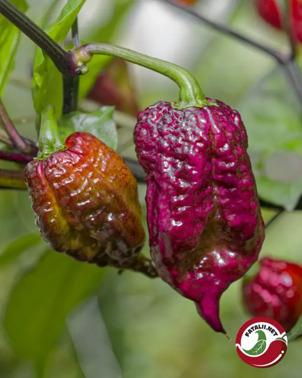 Carolina Reaper, Purple