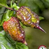 Carolina Reaper, Purple