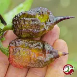 Carolina Reaper, Purple