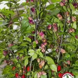 Carolina Reaper, Purple
