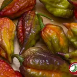 Carolina Reaper, Purple