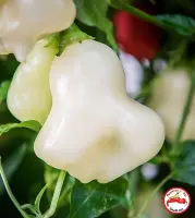 Aji Fantasy, Sparkly White