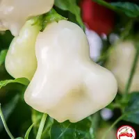 Aji Fantasy, Sparkly White