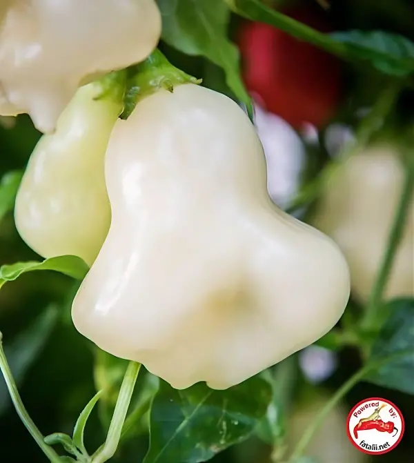 Aji Fantasy, Sparkly White