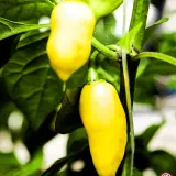 Habanero Batman Pineapple