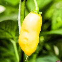 Habanero Batman Pineapple