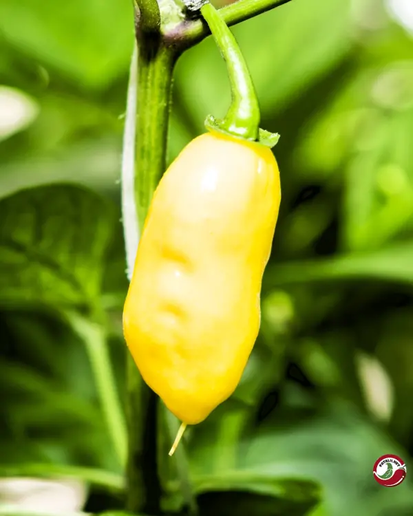 Habanero Batman Pineapple