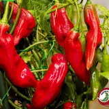 Aji Blacareta chili: long red pods hanging on the plant