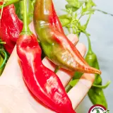 Aji Blacareta chili: red pod and a pod turning from green to red