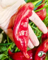Aji Blacareta chili: large ripe red pod held in hand