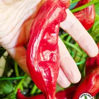 Aji Blacareta chili: large ripe red pod held in hand