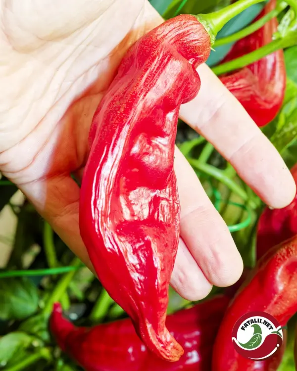 Aji Blacareta chili: large ripe red pod held in hand