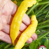 Two ripe yellow Aji Bodysnatcher pods in hand