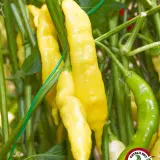 Yellow Aji Bodysnatcher pods hanging on the plant