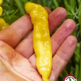 Long wrinkled yellow Aji Bodysnatcher chili pod held in hand
