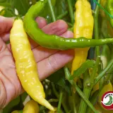 Yellow and unripe green Aji Bodysnatcher pods