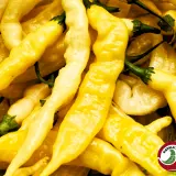 Aji Bodysnatcher chili pods, a pile of ripe yellow pods