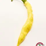 Aji Bodysnatcher chili pod, a single long yellow pod with a pointed tail on a white background