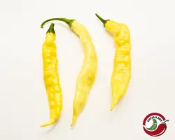 Aji Bodysnatcher chili pods, three long wrinkled yellow pods on a white background