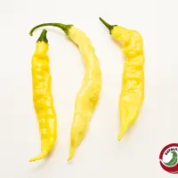 Aji Bodysnatcher chili pods, three long wrinkled yellow pods on a white background