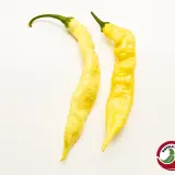 Aji Bodysnatcher chili pods, two long yellow pods on a white background