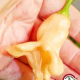 Aji Confusion chili: ripe peach pod held in hand