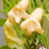 Aji Confusion chili: pale pods hanging on the plant