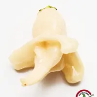 Aji Confusion chili: single creamy white pod on white background