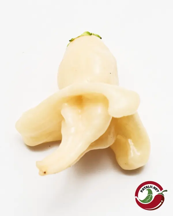 Aji Confusion chili: single creamy white pod on white background