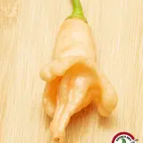 Aji Confusion chili: peach-tinted pod with folded flaps