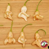 Aji Confusion chili: six twisted cream-coloured pods on a wooden board