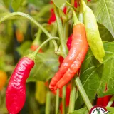 Aji Peanut chili: pods ripening from green through orange to red on the plant