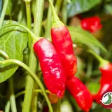 Aji Peanut chili: red pods hanging on the plant