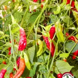 Aji Peanut chili plant loaded with green, orange and red pods