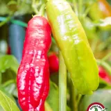 Aji Peanut chili: ripe red pod beside a pale green unripe pod