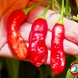 Aji Peanut chili: ripe red pods held in hand next to the plant