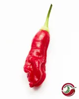 Aji Peanut chili: single ripe red pod with creased, lumpy skin