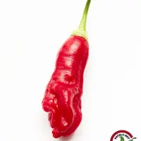Aji Peanut chili: single ripe red pod with creased, lumpy skin