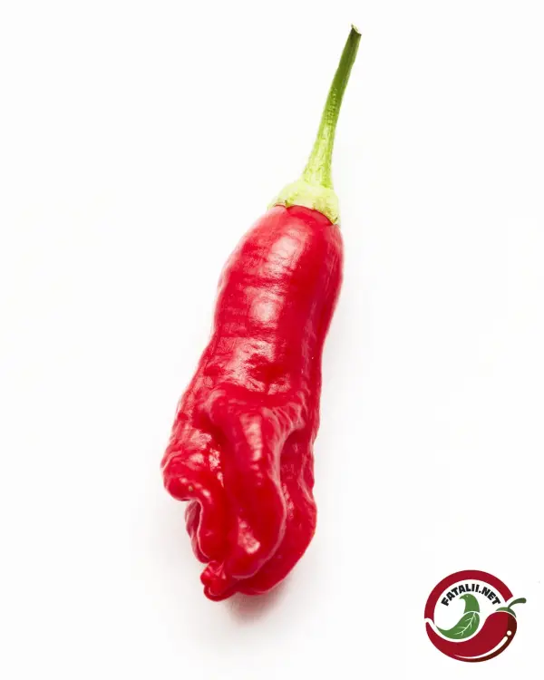 Aji Peanut chili: single ripe red pod with creased, lumpy skin