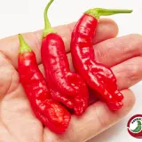 Aji Peanut chili: three ripe red knobbly pods held in hand