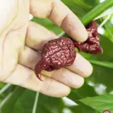 Carolina Reaper, Caramel