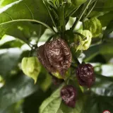 Carolina Reaper, Caramel