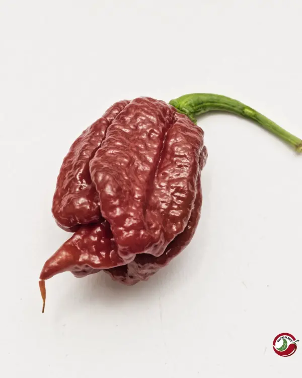 Carolina Reaper Caramel chili: single wrinkled caramel-brown pod
