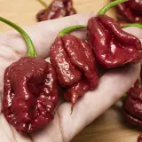 Carolina Reaper, Caramel