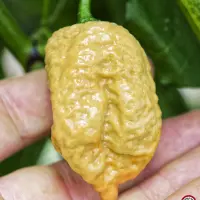 Carolina Reaper, Golden