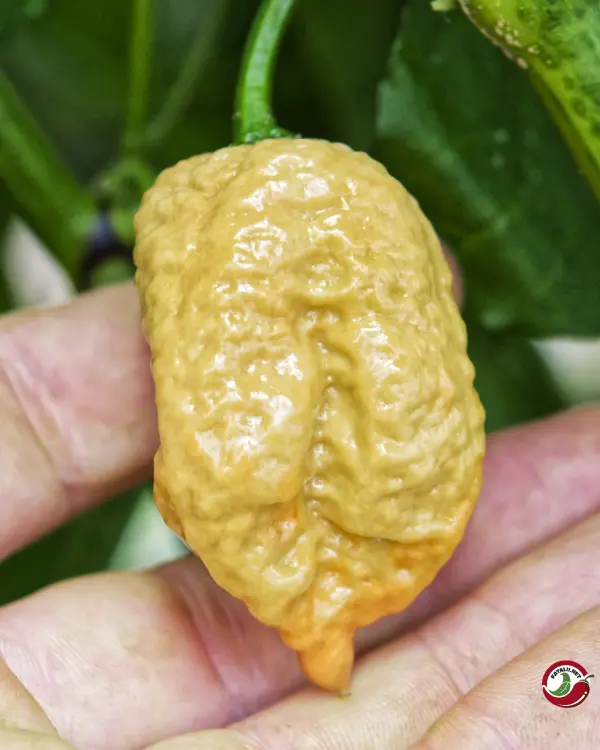 Carolina Reaper, Golden