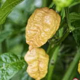 Carolina Reaper, Golden