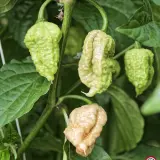 Carolina Reaper, Golden