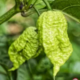 Carolina Reaper, Golden