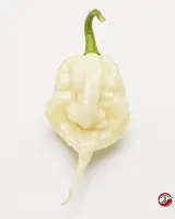 Carolina Reaper, White